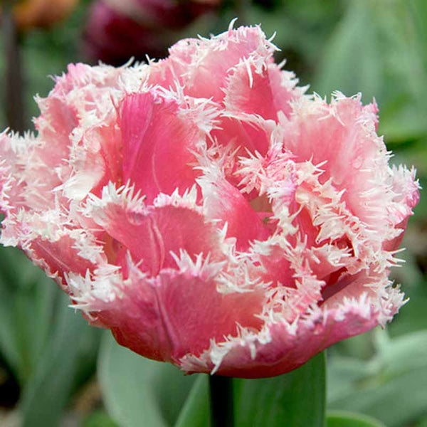 TULIP FRILLED QUEENSLAND - Tulip Flowers Tr LLC.