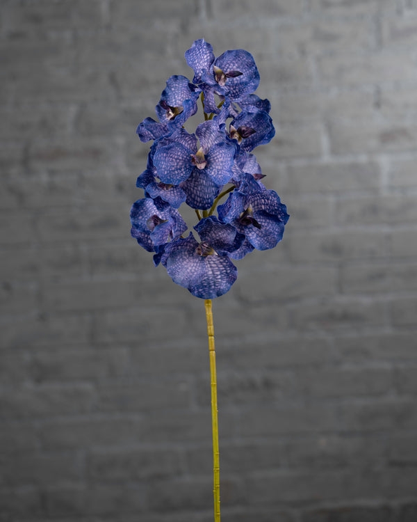 Vanda Purple