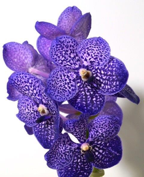 VANDA PURPLE SPOT - Tulip Flowers Tr LLC.