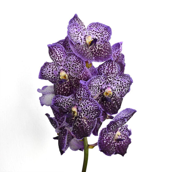 Vanda Flower Collection - Tulip Flowers Tr LLC.