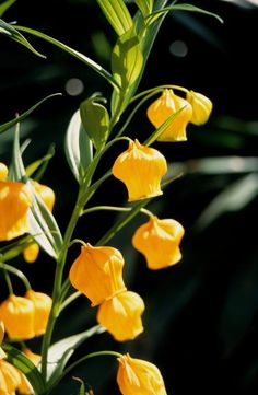 SANDERSONIA AURANTIACA - Tulip Flowers Tr LLC.