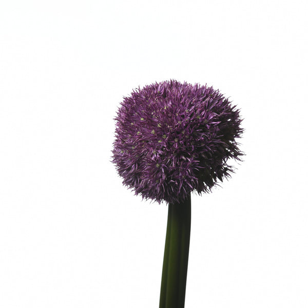 ALLIUM AMBASSADOR - Tulip Flowers Tr LLC.