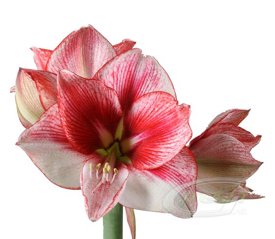 AMARYLLIS SHOWMASTER - Tulip Flowers Tr LLC.