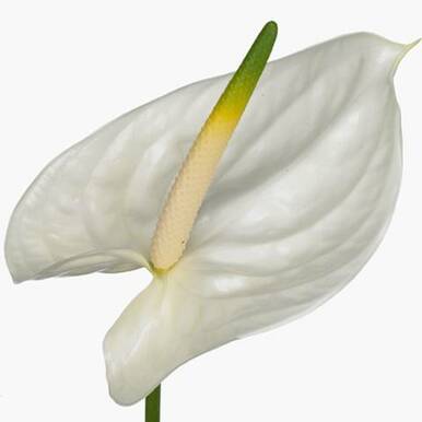 ANTHURIUM ADINA - Tulip Flowers Tr LLC.