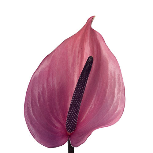 ANTHURIUM EPOS - Tulip Flowers Tr LLC.