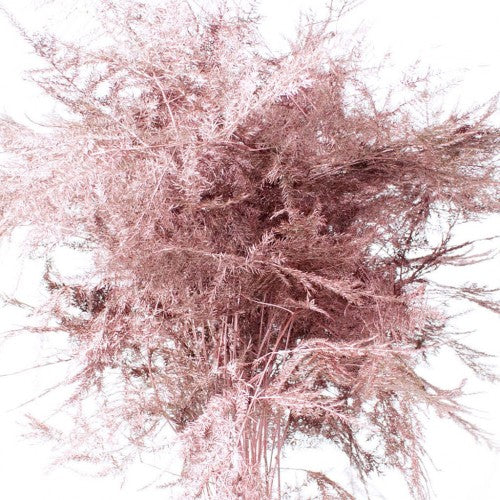 ASPARAGUS FEATHER DYED ROSE GOLD - Tulip Flowers Tr LLC.