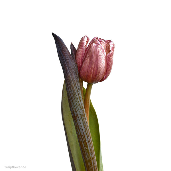 Tulip Flowers - Tulip Flowers Tr LLC.