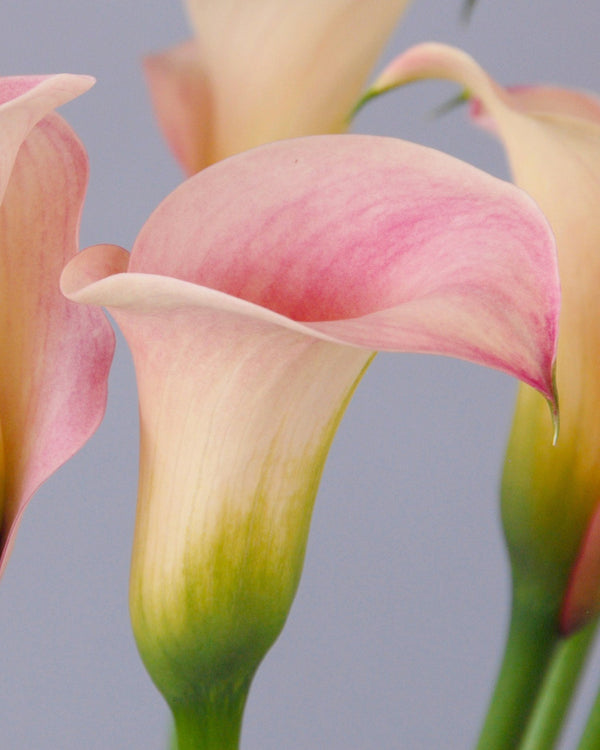 CALLA CAPTAIN ROSETTE - Tulip Flowers Tr LLC.