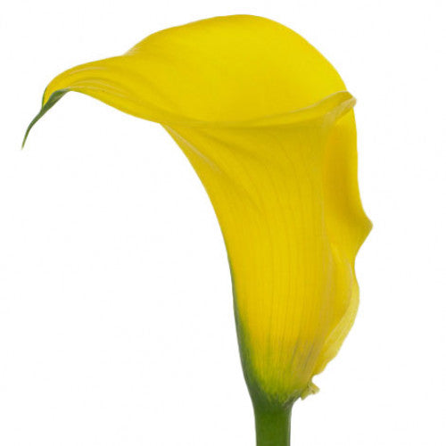 CALLA CAPTAIN MORELLI YELLOW - Tulip Flowers Tr LLC.