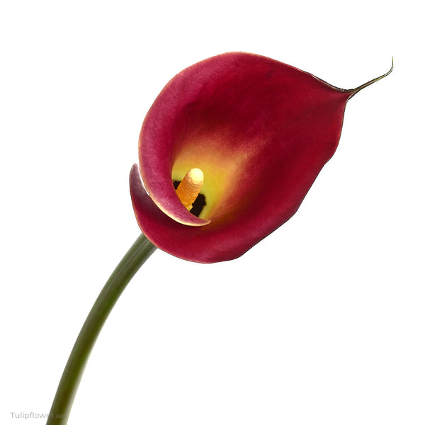 Callalily - Tulip Flowers Tr LLC.