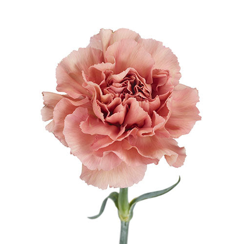 Carnation Copacobana - Tulip Flowers Tr LLC.