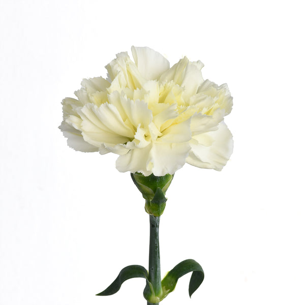 Carnation Delphi - Tulip Flowers Tr LLC.