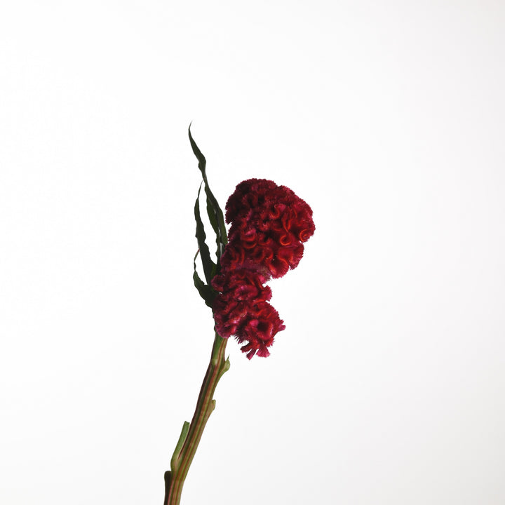 Celosia Reprise Velvet - Tulip Flowers Tr LLC.