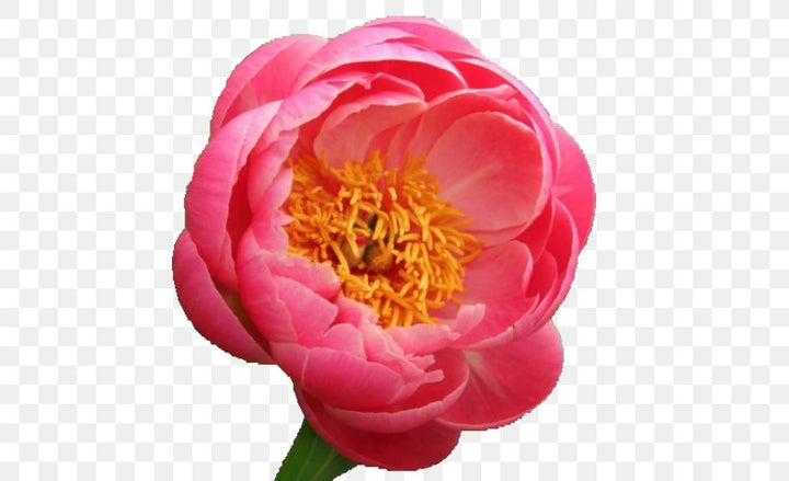PEONY CORAL SUNSET - Tulip Flowers Tr LLC.