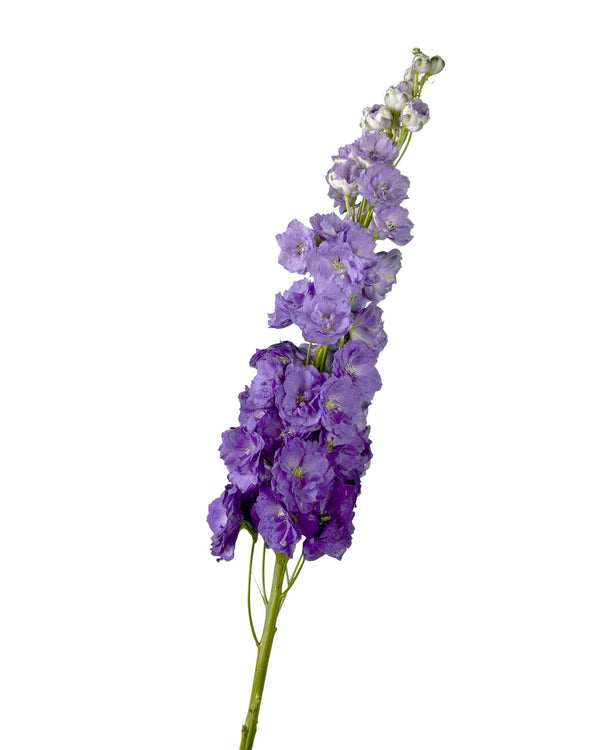 DELPHINIUM (Purple)