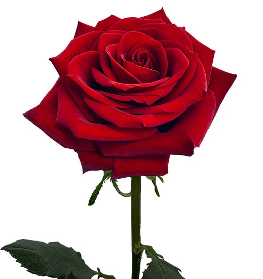 Red Rose