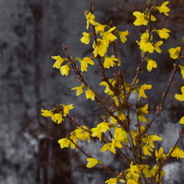 FORSYTHIA SPECTABILIS - Tulip Flowers Tr LLC.