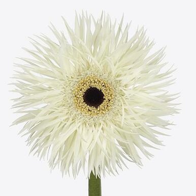 GERBERA SPIDER PHANTOM WHITE - Tulip Flowers Tr LLC.