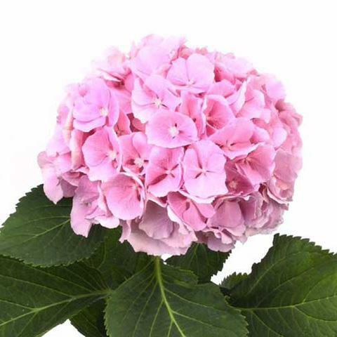 HYDRANGEA VERENA LIGHT PINK - Tulip Flowers Tr LLC.