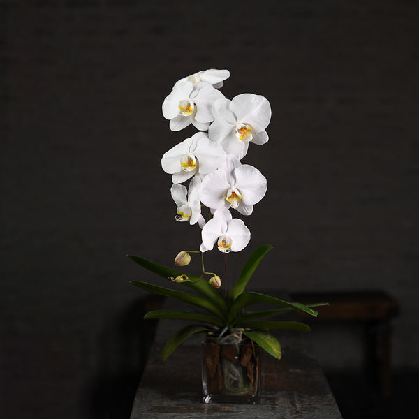 Orchid Plant “ White“ - Tulip Flowers Tr LLC.