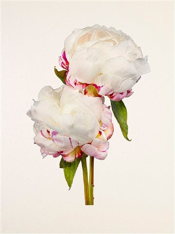 PEONY FESTIVA MAXIMA - Tulip Flowers Tr LLC.