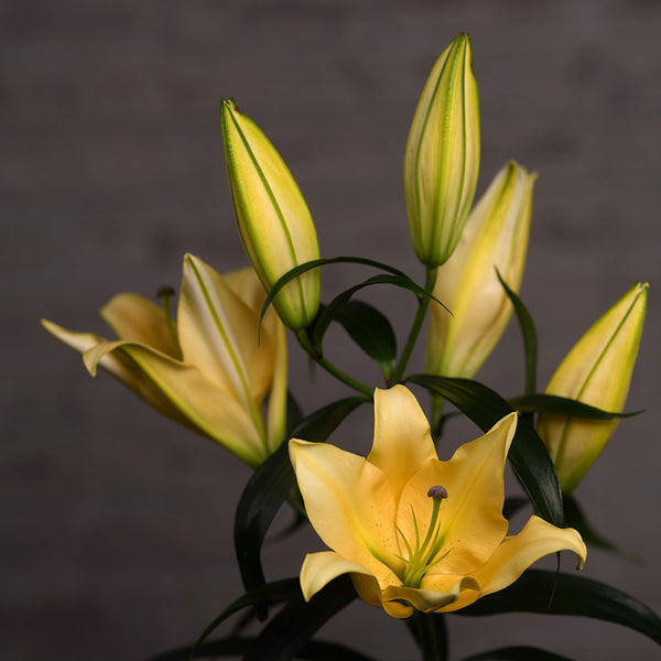 LILIES ASIATIC YELLOW - Tulip Flowers Tr LLC.