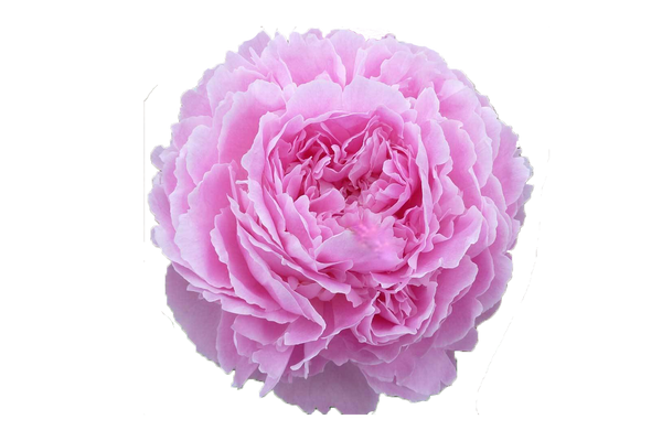 PEONY JACORMA - Tulip Flowers Tr LLC.