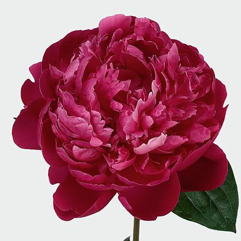 PEONY RED BERNHARDT - Tulip Flowers Tr LLC.