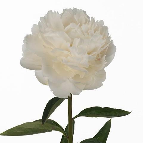 PEONY BOWL OF CREAM - Tulip Flowers Tr LLC.