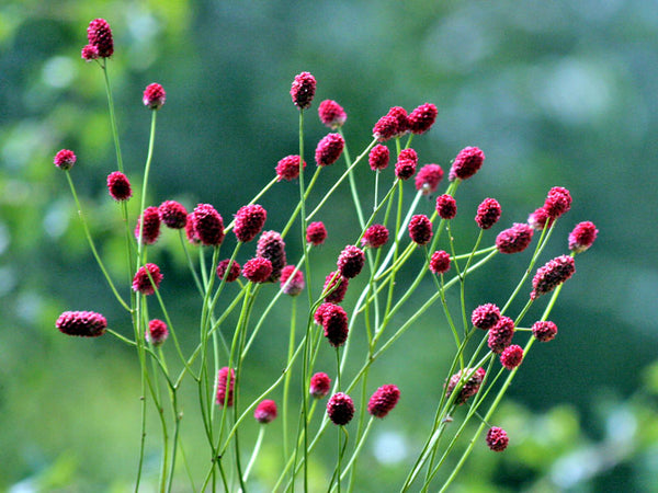 SANGUISORBA OFFICINALIS - Tulip Flowers Tr LLC.