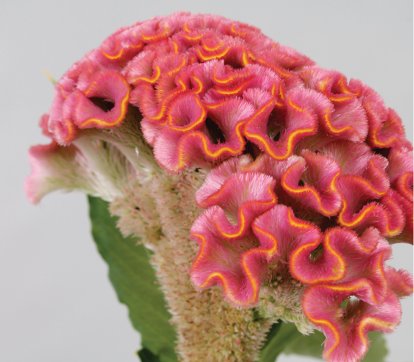 CELOSIA ACT ZIVA LIGHT PINK - Tulip Flowers Tr LLC.