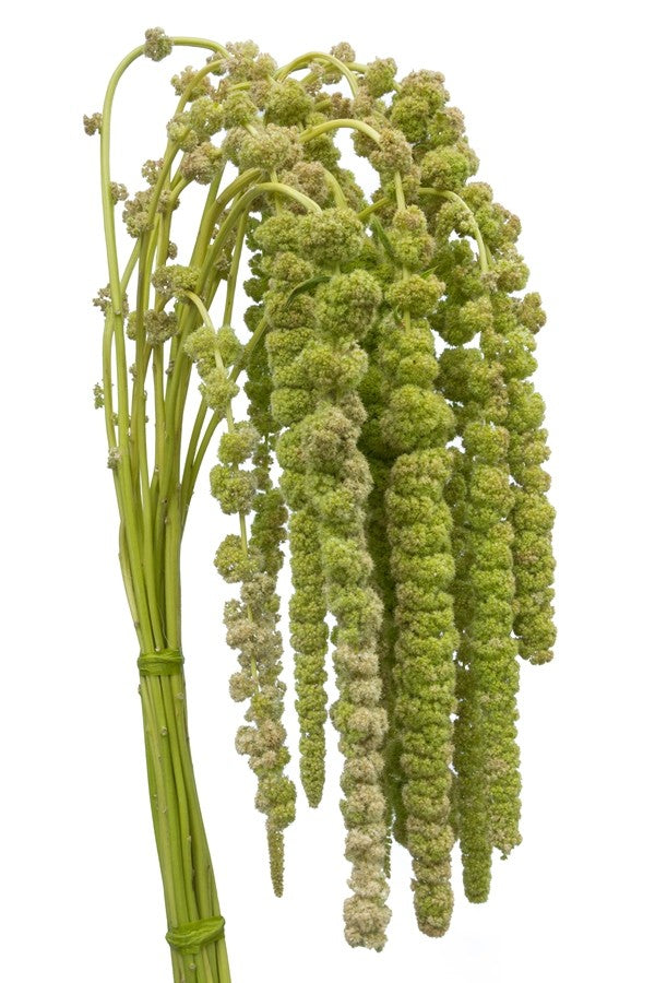 AMARANTHUS HANGING CORDATA GREEN - Tulip Flowers Tr LLC.