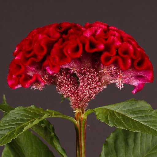 CELOSIA ACT DARA - Tulip Flowers Tr LLC.