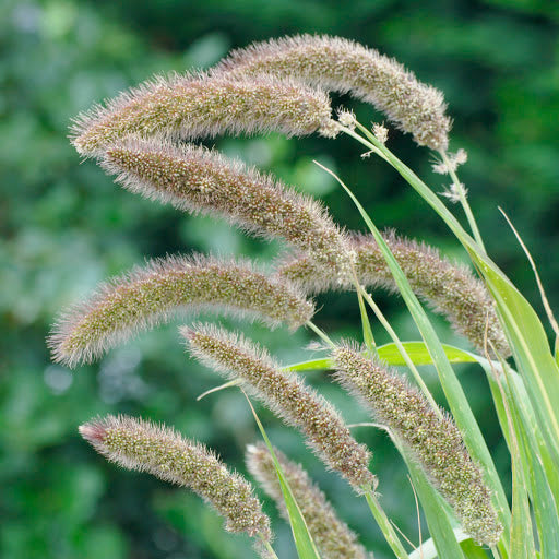 ORNAMENTAL SETARIA ITALICA RED JEWEL - Tulip Flowers Tr LLC.