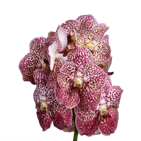 Vanda Flower Collection - Tulip Flowers Tr LLC.