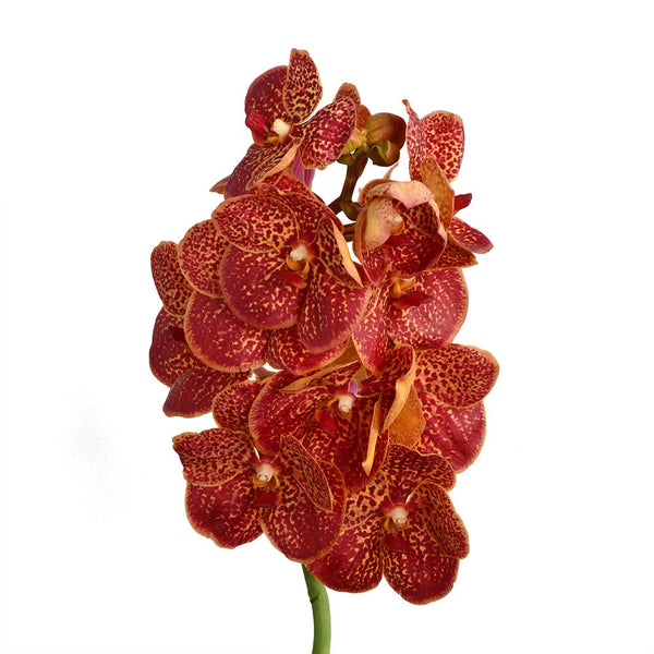 Vanda Flower Collection - Tulip Flowers Tr LLC.